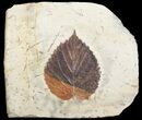 Detailed, Paleocene Fossil Leaf (Davidia) - Montana #71521-1